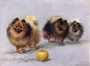 Drie van Mevrouw Hall Walkers Kampioen Pomeranians door Maud Earl