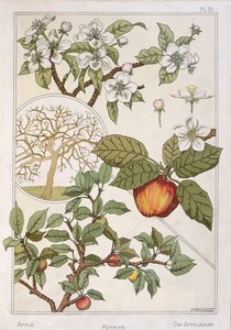 Appelboom, vruchten en bloemen, uit 
