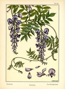 De glycine door Maurice Pillard Verneuil