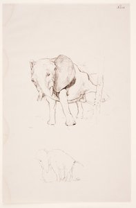 "Weg der Befleckung" - Olifant doet zijn behoefte. 2 studies
