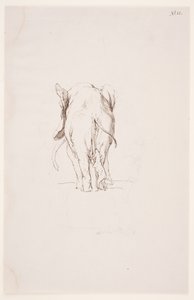 Weg der Besmetting - Olifant en snuffelende hond