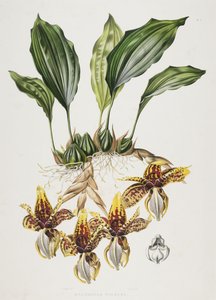 De Stanhope Tijgerorchidee, 1838