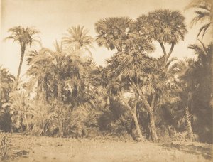 Bois de Dattiers et de Doums, à Hamarneh, 1849-50