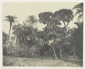 Bos van dadelpalmen en doumpalmen, Opper-Egypte