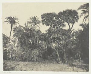 Bois de Dattiers et de Palmiers Doums, Boven-Egypte