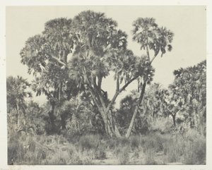 Doumpalmen, Boven-Egypte