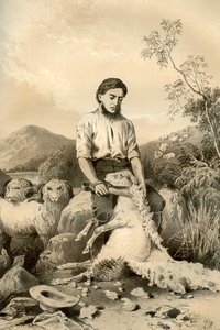 Schapenscheren, 1879