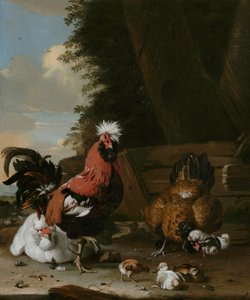 Een Bantam Haan met Hennen en Kuikens in een Boerderij