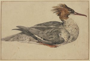 Liggende eend met bruine kuif, rode snavel en poten door Melchior de Hondecoeter