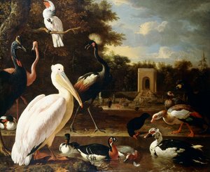 Veel verschillende soorten vogels bij een vijver in een park