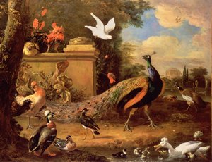 Pauwen en andere vogels bij een meer