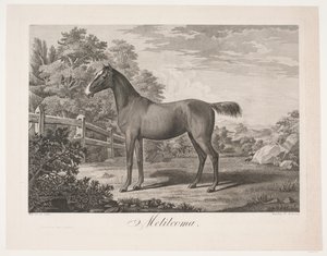 Het paard 