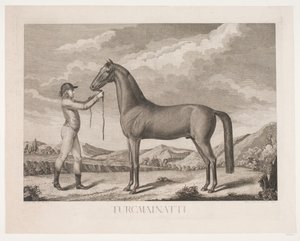 Het paard 
