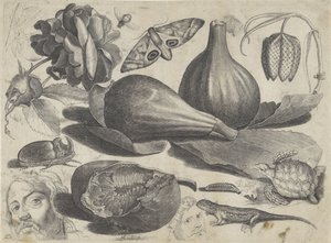 Studieblad met tekenvoorbeelden: koppen, dieren en vruchten