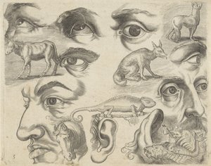 Studieblad met tekenvoorbeelden: ogen, koppen en dieren door Michael Snijders