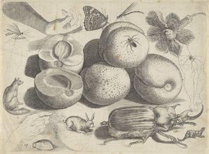 Studieblad met tekenvoorbeelden: vruchten, dieren, insecten en handen