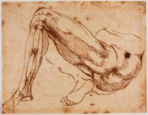 Studie van benen door Michelangelo Buonarroti