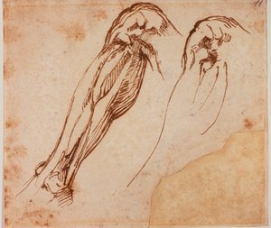 Twee beenstudies door Michelangelo Buonarroti