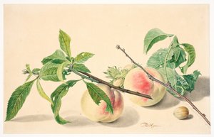 Stilleven met perziken en hazelnoten