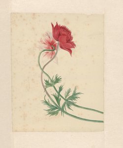 Twee takken met elk een bloem door Michiel Van Huysum