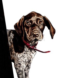 Vaarwel Puppy op Wit, 2020