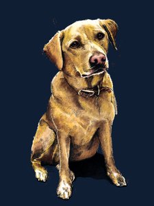 Daisy de labrador op middernachtblauw, 2020