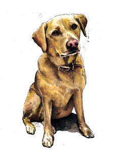 Daisy De Labrador op Wit, 2020