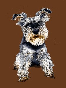 Ollie De Schnauzer op Gebrand Oranje