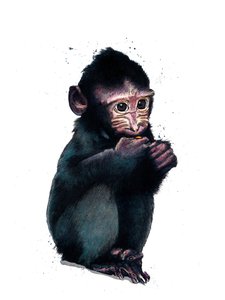 De Baby Makaak op Wit, 2020