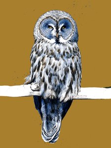 De Grote Grijze Uil op Goudgeel door Mike Davis