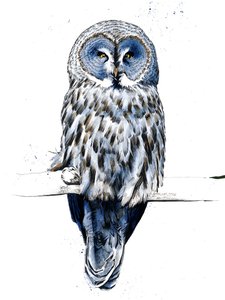De grote grijze uil op wit, 2019 door Mike Davis