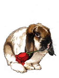 Het Liefde Konijn op Wit, 2020