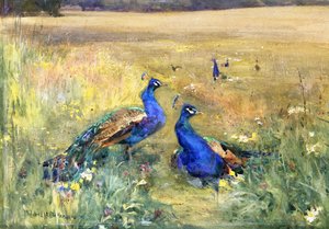 Pauwen in een Veld