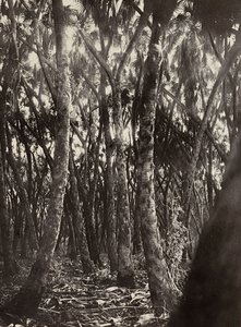 Een bos van Dum palmen, 09/05/1936 door Modestino Baldinetti