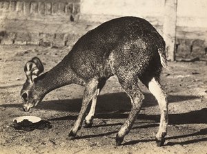 Een antilope, 09/05/1936 door Modestino Baldinetti