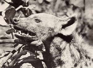 Het bouwen van een rijk in het fascistische tijdperk: hoofd van een hyena, 09/05/1936 door Modestino Baldinetti