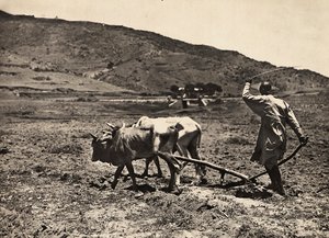 Ploegen op het hoogplateau, 09/05/1936
