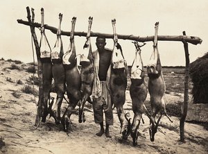 Enkele gevangen herten, 09/05/1936 door Modestino Baldinetti