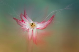 Etherische roze bloem door Molly Fu APA