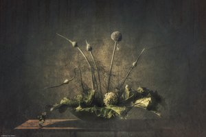 Donker botanisch stilleven