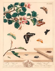 Achtcijferige mot, Diloba caeruleocephala, witte admiraal, Limenitis arthemis, schoorsteenveger, Odezia atrata, rode bogen mot, Callimorpha miniata, bruine gevederde mot, Pterophorus pterodactylus, zeldzame zilverlijnen, Bena bicolorana, en snuitmot, Hypen door Moses Harris