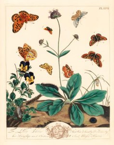 Vettige fritillary, Euphydryas aurinia, hoge bruine fritillary, Fabriciana adippe, drievoudige balk mot, Aplocera plagiata, gespikkelde gele, Pseudopanthera macularia, en karmozijn en gouden mot, Pyrausta purpuralis, op duivelsbit scabiosa, Succisa pratens