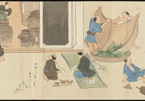 Illustraties van Uji theeproductie door Motonari Sait?