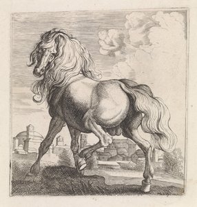 Paard