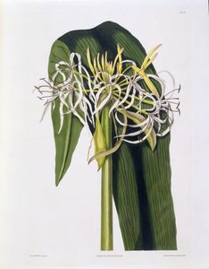 Crinum Declinatum, Plaat 43 uit 