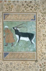 Een Indiase zwarte bok geleid door zijn verzorger, c.1616