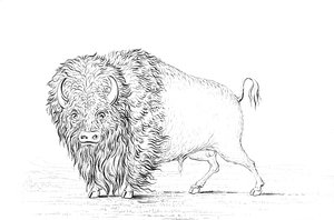 Buffel