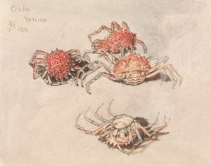 Studies van Spin Krabben, Venetië