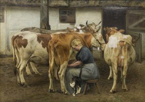 Koeien Melken. West-Jutland
