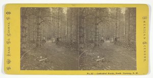 Kathedraalbossen, North Conway, N.H., midden 19e eeuw door N.W. Pease